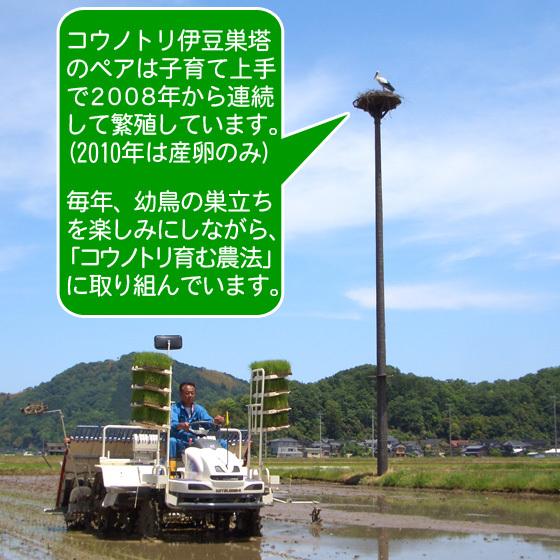 送料無料 お米10kg 玄米 白米 コウノトリ米 令和5年産 コウノトリ育む農法 コシヒカリ 当日精米｜arumama｜03