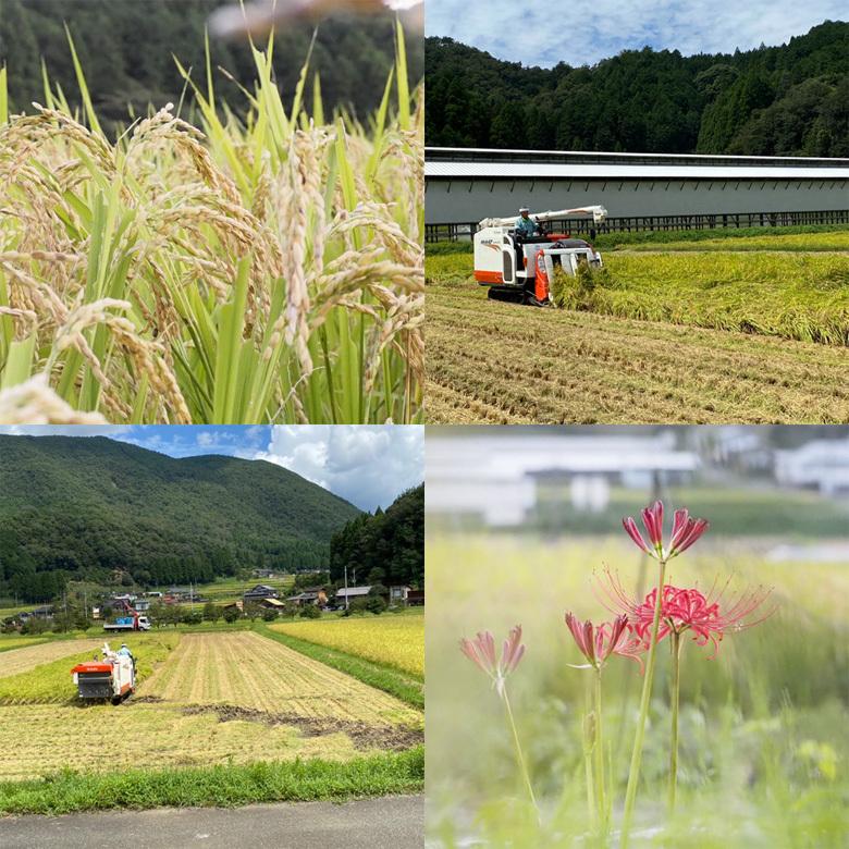 お歳暮 新米 お米 10kg 白米 夢ごこち 但熊 卵かけご飯のお米 令和7年産 ギフト 誕生日プレゼント 農家直送 送料無料 ＼クーポン有／ | 夢ごこち | 03