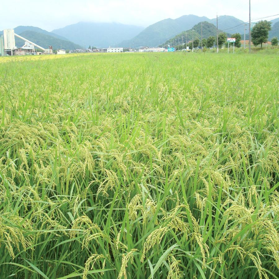 コシヒカリ 白米 25kg 玄米 分つき米 鸛の米 送料無料 令和5年産 コウノトリ育む農法｜arumama｜03