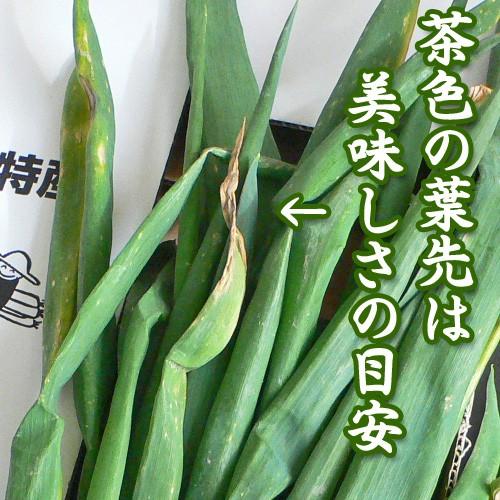 クーポン有/ 岩津ねぎ 4kg 訳あり ネギ 朝来特産 高本農場 送料 クーポン有/ 岩津ねぎ 4kg 訳あり ネギ 朝来特産 高本農場 送料