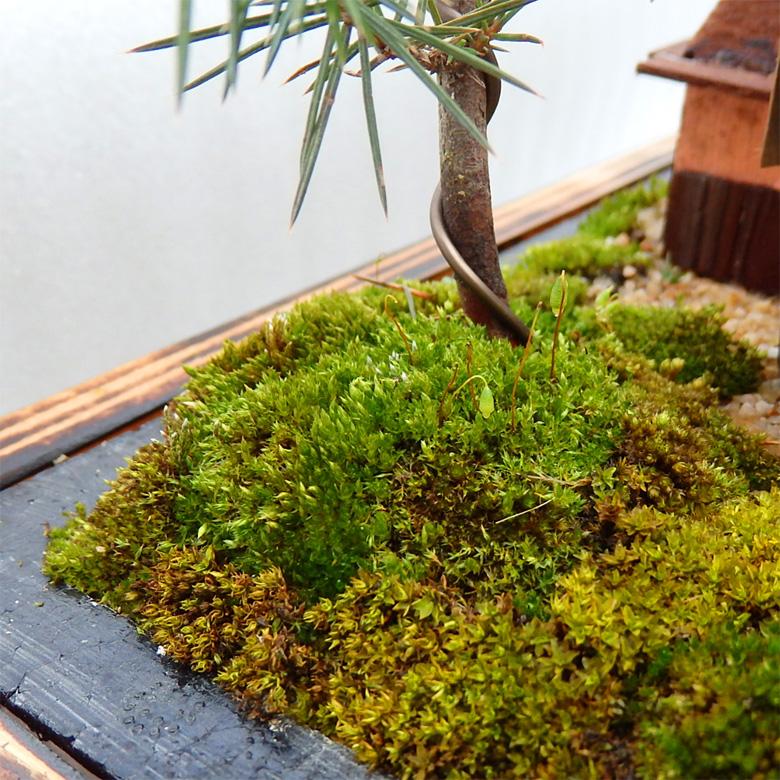 庄八　盆栽鉢　ミニ盆栽　小品盆栽　山野草 庄八 盆栽鉢 ミニ盆栽 小品盆栽 山野草