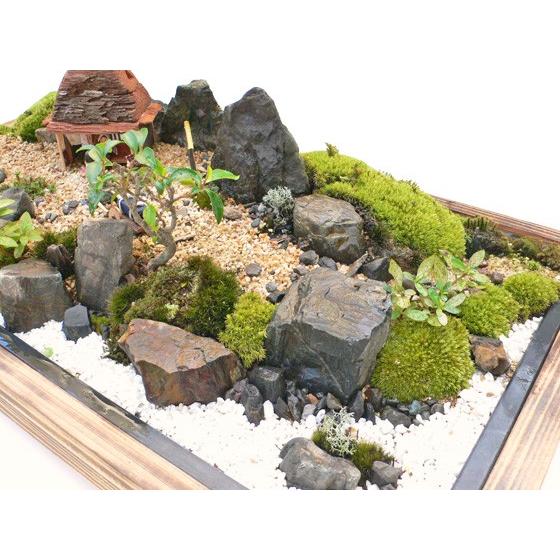 敬老の日 盆栽 ミニ庭園 盆景 茶屋 L Ky Tyaya L あるまま 通販 Yahoo ショッピング