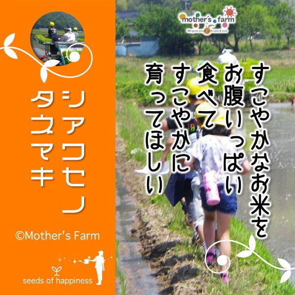 無洗米 お米 10kg 玄米 白米 今ずり米 農薬不使用 コシヒカリ 令和7年産 送料無料 ＼クーポン有／_13