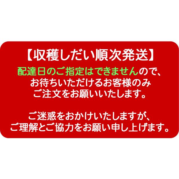 無洗米 お米 5kg 玄米 白米 今ずり米 農薬不使用 コシヒカリ 令和7年産 送料無料 ＼クーポン有／ | コシヒカリ | 01