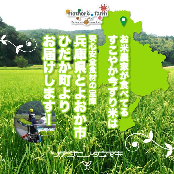 無洗米 お米 5kg 玄米 白米 今ずり米 農薬不使用 コシヒカリ 令和7年産 送料無料 ＼クーポン有／ | コシヒカリ | 03