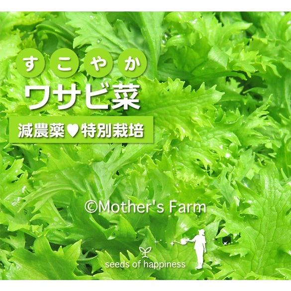 旬の葉野菜 各３束セット 農薬90％カット 特別栽培｜arumama｜08