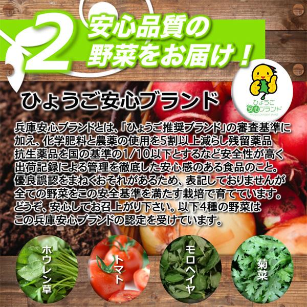 ほうれん草 ホウレン草 農薬90％カット 特別栽培【1kg】｜arumama｜08