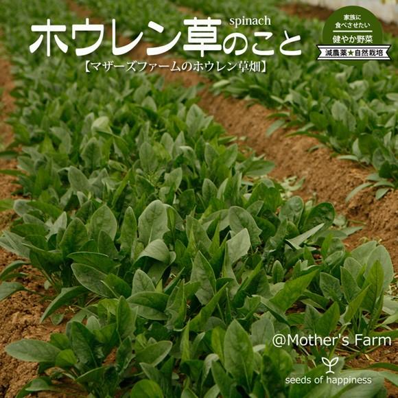 ほうれん草 ホウレン草 農薬90％カット 特別栽培【600g】｜arumama｜03