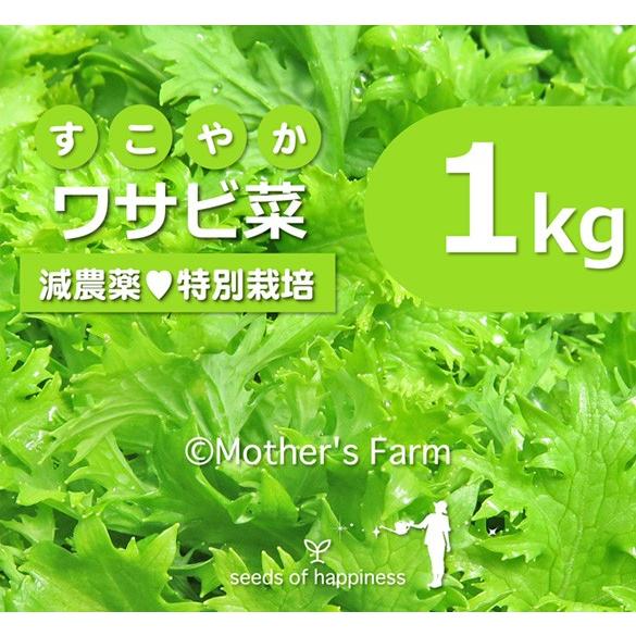 わさび菜 ワサビ菜 農薬90 カット 特別栽培 1kg Mf Wsa 1k あるまま 通販 Yahoo ショッピング
