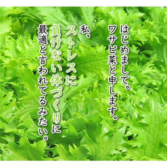 わさび菜 ワサビ菜 農薬90 カット 特別栽培 1kg Mf Wsa 1k あるまま 通販 Yahoo ショッピング