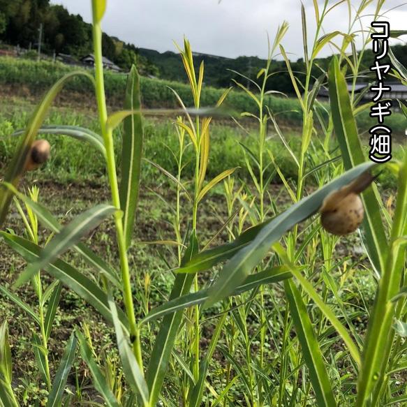 飯行李 めしごうり おにぎり入れ お弁当箱 豊岡杞柳細工 柳行李 ＼全国