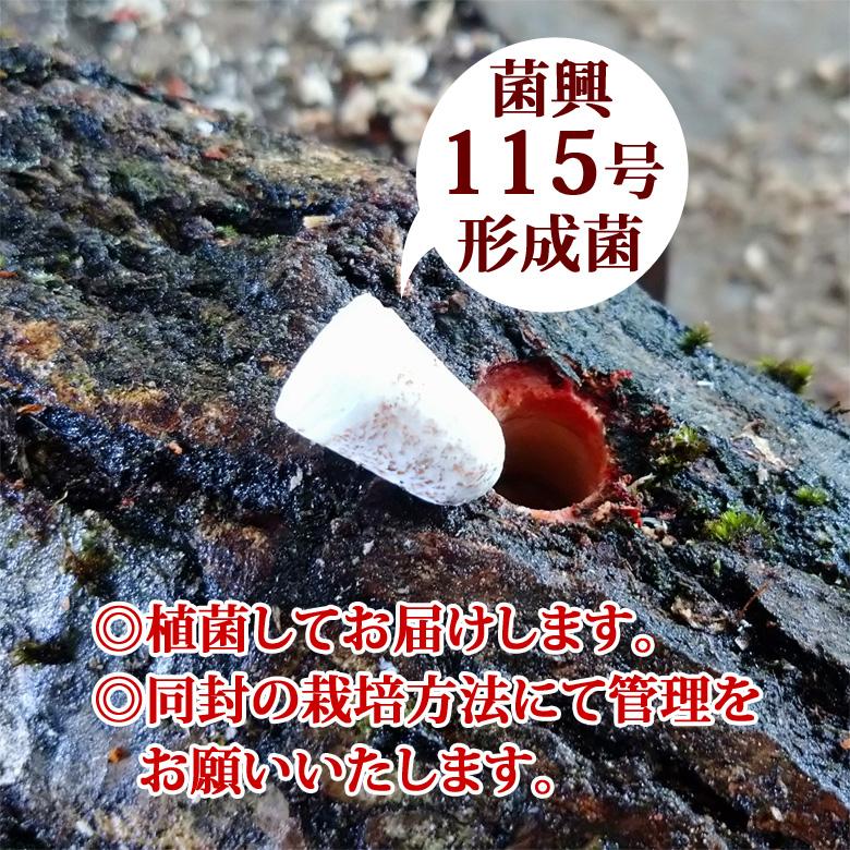 椎茸 しいたけ ホダ木 短木 1本 シイタケ 原木栽培 肉厚 美味