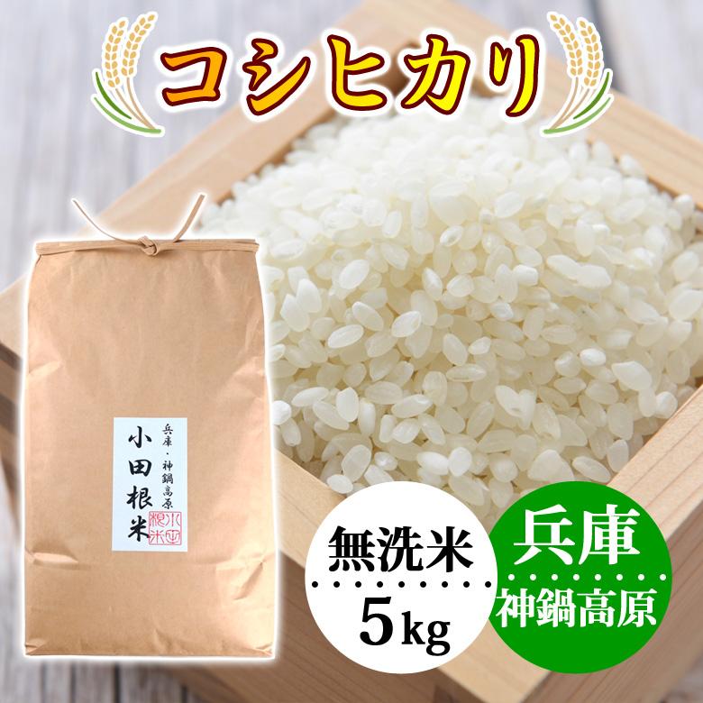 コシヒカリ 無洗米 5kg お米 農家直送 令和7年産 小田根米 兵庫県産