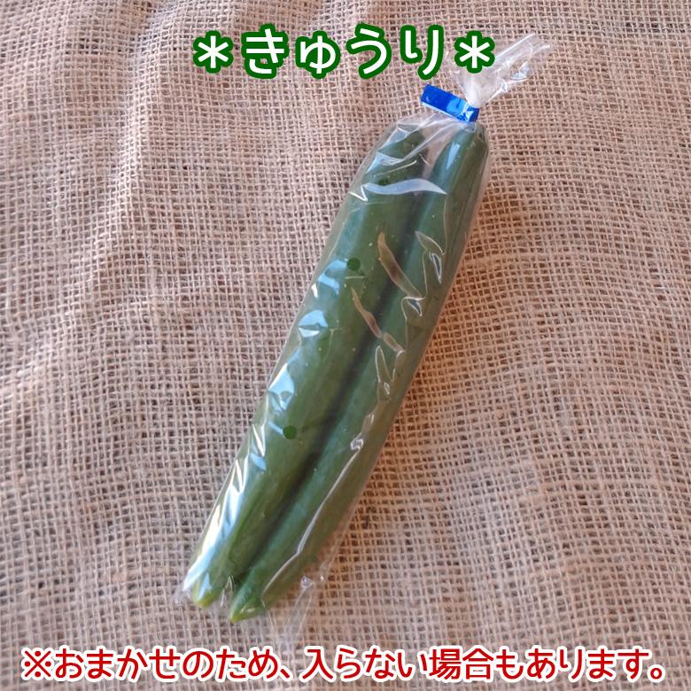 お野菜〜プロフをご覧下さい〜 プロにおまかせ 筑前のお野菜ボックス6～10種類【お野菜の