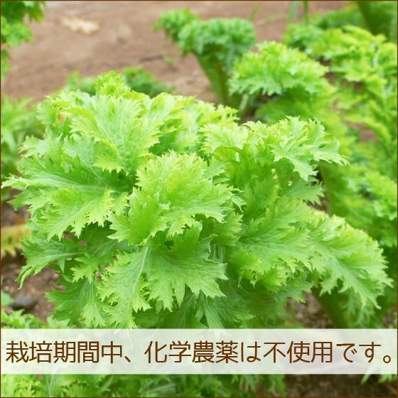 野菜セット 詰め合わせ 納得セット 但馬産 農薬不使用 宮崎産 特別栽培 旬野菜 不揃い 送料無料 楽農や 8〜10品 |  | 07