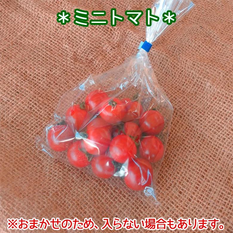野菜セット 詰め合わせ 納得セット 但馬産 農薬不使用 宮崎産 特別栽培 旬野菜 不揃い 送料無料 楽農や 8〜10品 |  | 03
