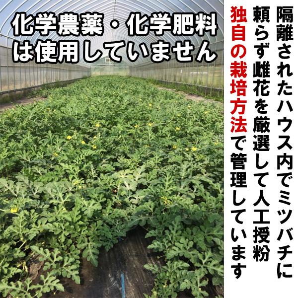 高糖度 小玉 スイカ シャリっ娘 L 農薬不使用 すいか 送料無料 Ra Wsl あるまま 通販 Yahoo ショッピング