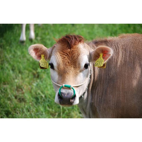 母の日 アイス らいらっく ジェラート アイスクリーム 10個  誕生日  ギフト プレゼント 送料無料 |  | 05