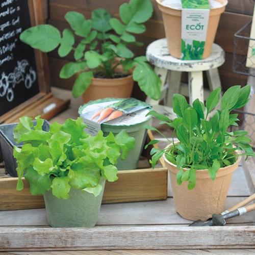 聖新陶芸 エコット(M) レタス 植物 グリーン 栽培セット ガーデニング プチプラ ギフト 景品 プレゼント 母の日 父の日|arune|02