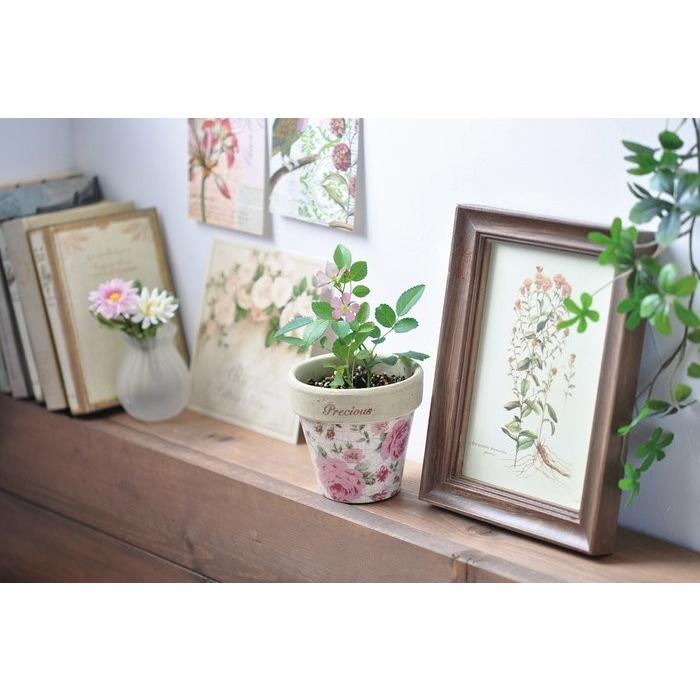 クラシックローズ ミニバラ栽培セット 薔薇栽培キット 観葉植物 ガーデニング 聖新陶芸 ギフト プレゼント Bs Arune仮装雑貨のお店あるね 通販 Yahoo ショッピング