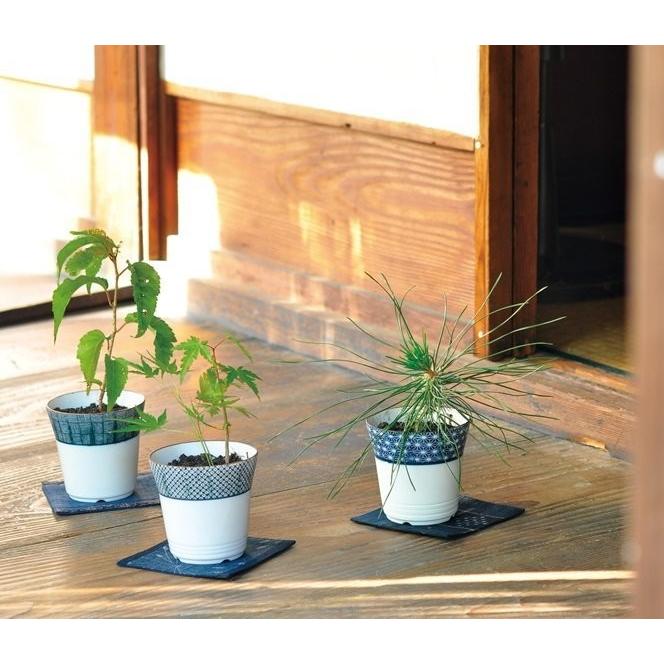 染付小紋盆栽 黒松栽培セット Bonsai 栽培キット 観葉植物 ガーデニング 聖新陶芸 ギフト プレゼント 母の日 父の日 Bs Arune仮装雑貨のお店あるね 通販 Yahoo ショッピング