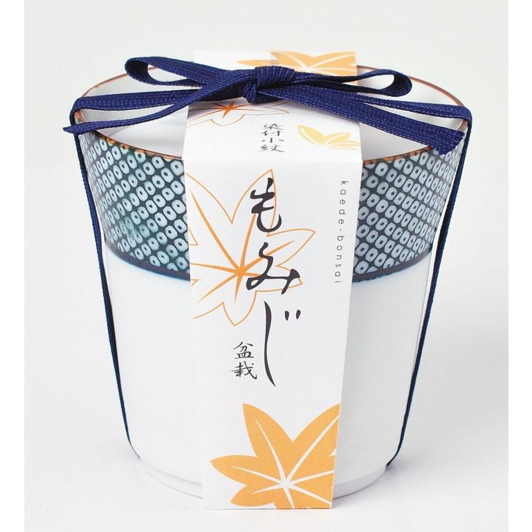 最新コレックション 染付小紋盆栽 もみじ栽培セット Bonsai 栽培キット 観葉植物 ガーデニング 聖新陶芸 ギフト プレゼント 母の日 父の日