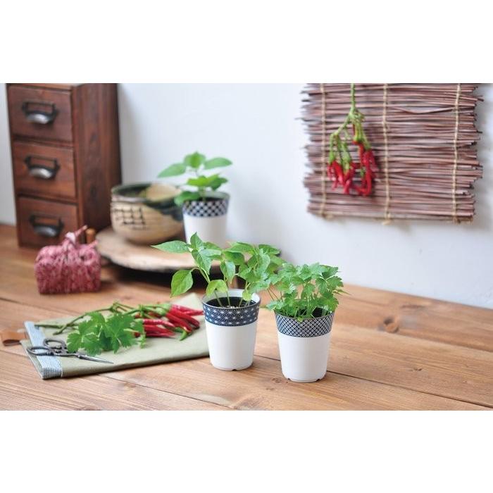 薬味小鉢 みつ葉栽培キット みつば ミツバ 観葉植物 ガーデニング 聖新陶芸 ギフト プレゼント Bs Arune仮装雑貨のお店あるね 通販 Yahoo ショッピング