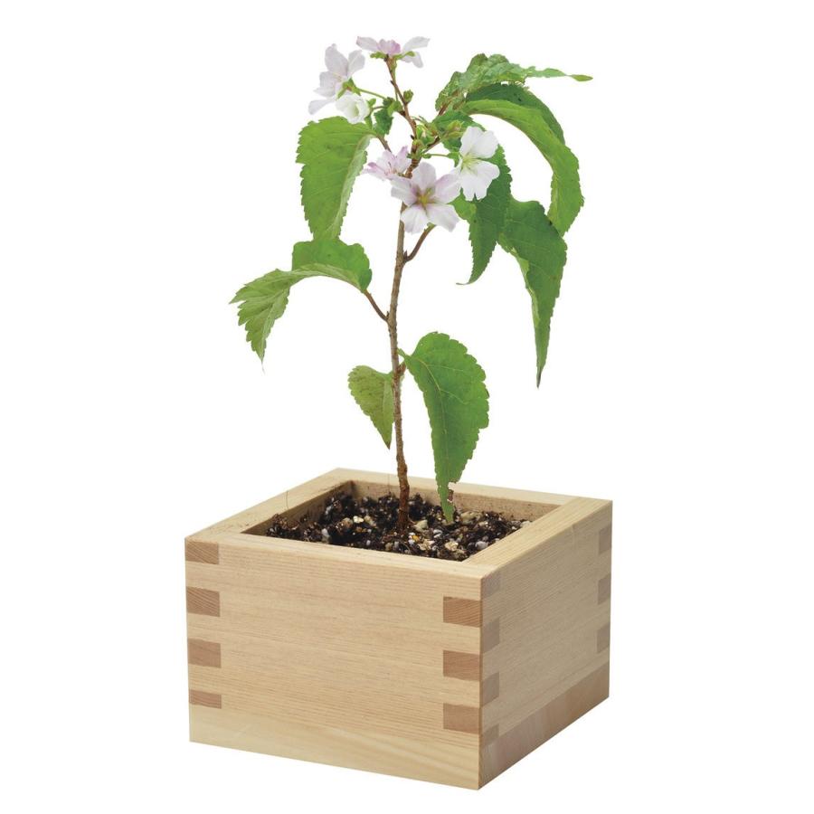 ソダテマス 盆栽栽培セット 桜 観葉植物 ガーデニング 聖新陶芸 ギフト プレゼント 栽培セット インテリア雑貨 Bs Arune仮装雑貨のお店あるね 通販 Yahoo ショッピング