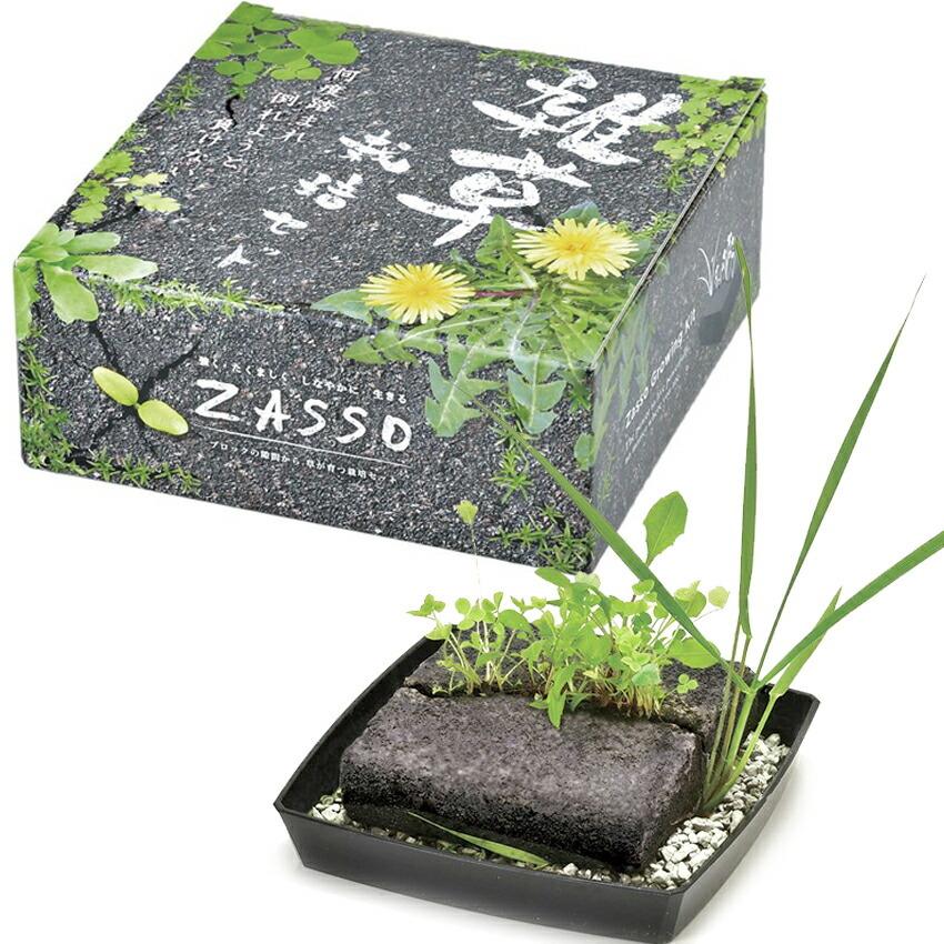 ベランダ菜園 ガーデニング ざっそう 栽培セット 聖新陶芸 観葉植物 ガーデニング インテリア雑貨 プレゼント ギフト 景品 Bs Arune仮装雑貨のお店あるね 通販 Yahoo ショッピング