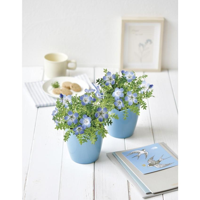 空色の花 ネモフィラ栽培セット Sky Blue Flower Nemophila ネモフィラ 聖新陶芸 ガーデニング インテリア雑貨 プレゼント ギフト 景品 Bs Arune仮装雑貨のお店あるね 通販 Yahoo ショッピング