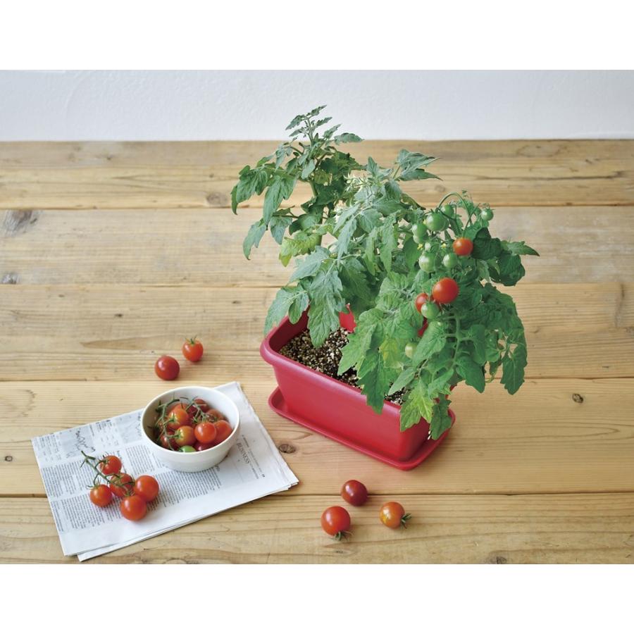 エンジョイプランター ベジ ミニトマト プチ菜園 栽培セット 聖新陶芸 観葉植物 ガーデニング インテリア雑貨 プレゼント ギフト Bs Arune仮装雑貨のお店あるね 通販 Yahoo ショッピング