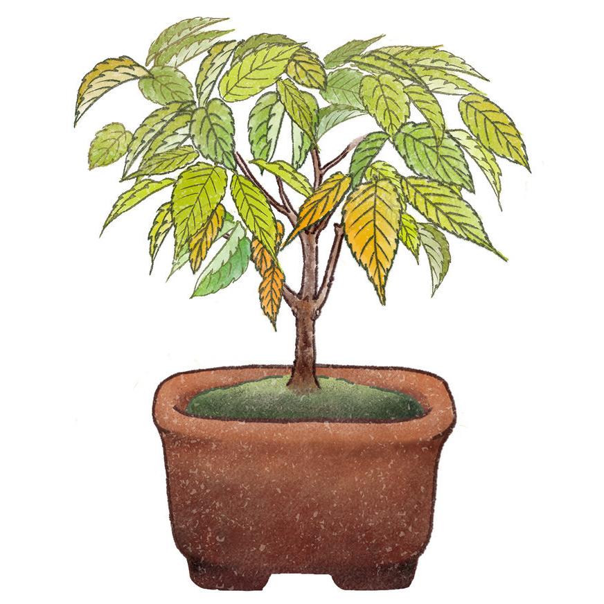 聖新陶芸 GD-954 育てるカプセル まめ盆栽 黒松 赤松 紅葉 欅 ケヤキ