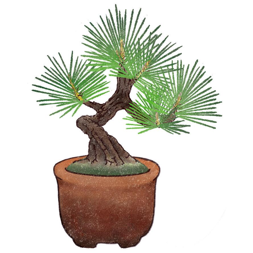 聖新陶芸 GD-954 育てるカプセル まめ盆栽 黒松 赤松 紅葉 欅 ケヤキ