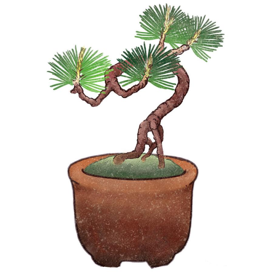 赤松盆栽 期間限定 聖新陶芸 GD-954 育てるカプセル まめ盆栽 黒松 赤松 紅葉 欅