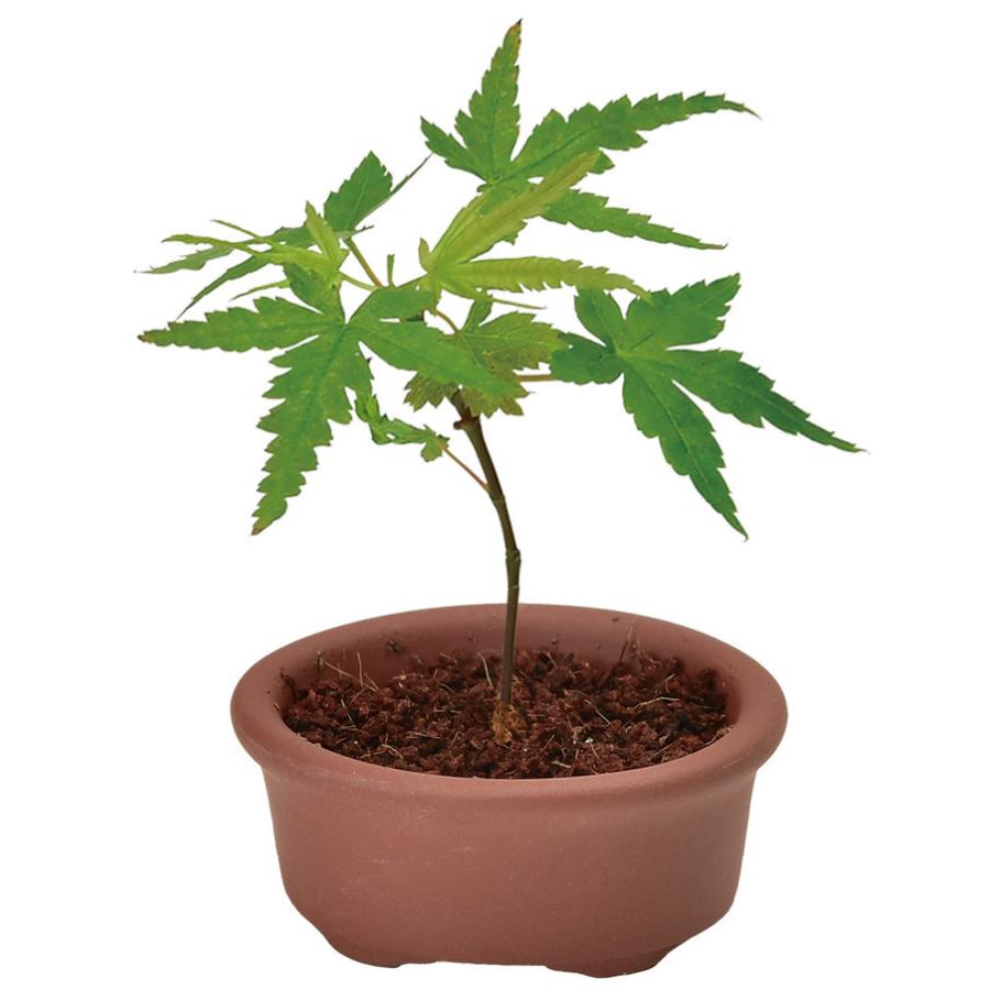 聖新陶芸 GD-954 育てるカプセル まめ盆栽 黒松 赤松 紅葉 欅 ケヤキ