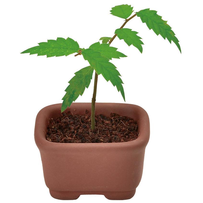 聖新陶芸 GD-954 育てるカプセル まめ盆栽 黒松 赤松 紅葉 欅 ケヤキ