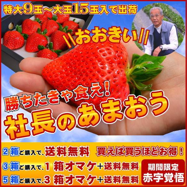 2箱以上で送料無料 特大の苺 いちごの王様 あまおうイチゴ 勝ちたきゃ食え！「社長のあまおう特大9から15玉入」 | 
