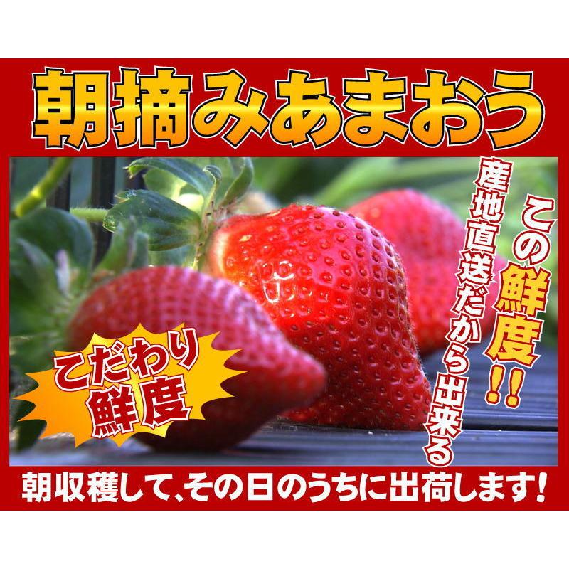 2箱以上で送料無料 特大の苺 いちごの王様 あまおうイチゴ 勝ちたきゃ食え!「社長のあまおう特大9から15玉入」 :aruf001:いいものあるファーム - 通販 - Yahoo!ショッピング 2箱以上で送料無料 特大の苺 いちごの王様 あまおうイチゴ 勝ちたきゃ食え!「社長のあまおう特大9から15玉入」 :aruf001:いいものあるファーム - 通販 - Yahoo!ショッピング