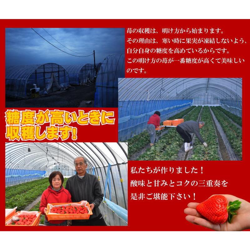 2箱以上で送料無料 特大の苺 いちごの王様 あまおうイチゴ 勝ちたきゃ食え！「社長のあまおう特大9から15玉入」 |  | 03