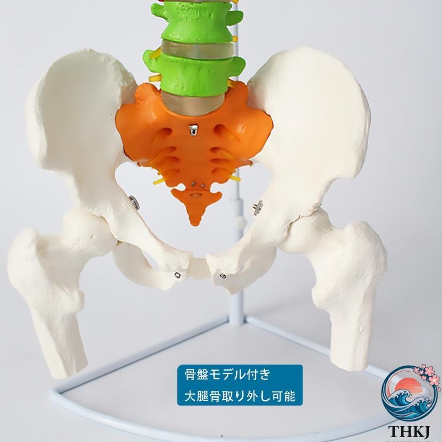脊髄骨盤模型 実物大 色付きの柔軟な脊椎解剖モデル 折り曲げ可能 THKJ 人体模型 人間脊椎模型 骨盤 大腿骨模型 脊柱可動型モデル 吊り下げ 使いやすい_1
