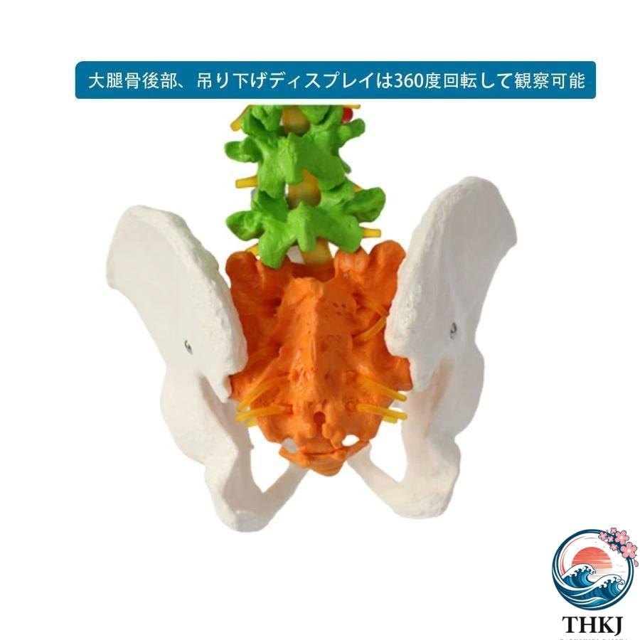 脊髄骨盤模型 実物大 色付きの柔軟な脊椎解剖モデル 折り曲げ可能 THKJ 人体模型 人間脊椎模型 骨盤 大腿骨模型 脊柱可動型モデル 吊り下げ 使いやすい_2
