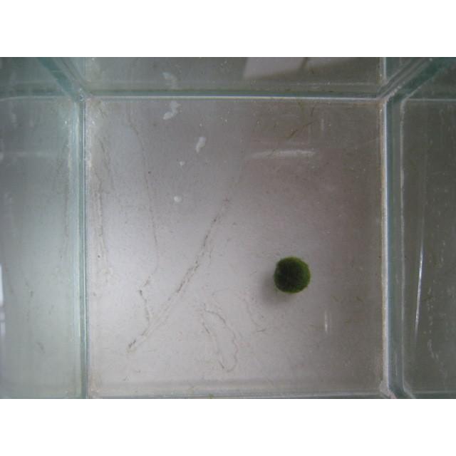 まりも　Sサイズ　6個　直径約1cm　マリモ　毬藻　植物　藻　水草　ビオトープ　メダカ水槽に | 