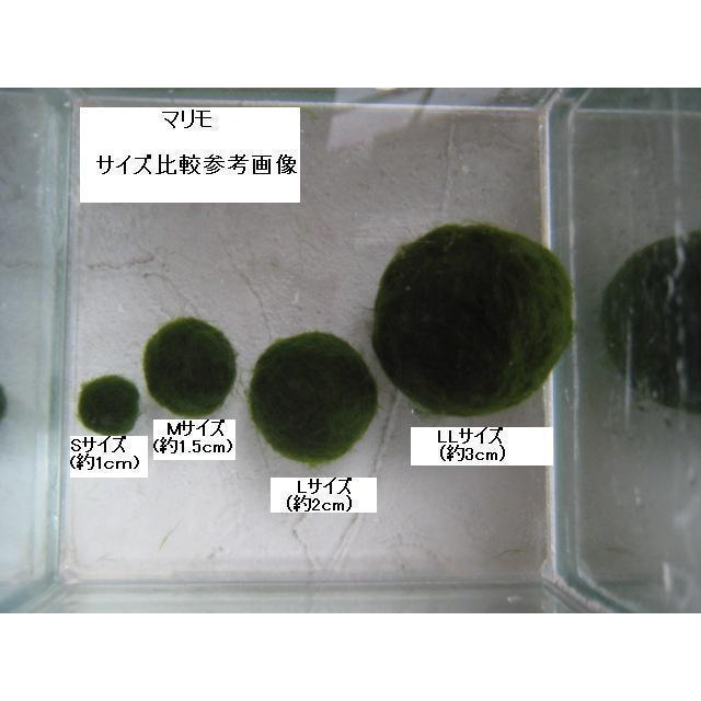 まりも SMLサイズ 各1個 計3個 直径約1・1.5・2cm マリモ 毬藻 植物 藻 水草 ビオトープ メダカ水槽に|aruruweb|02