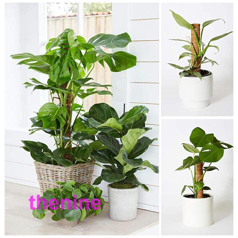 ココスティック 3本セット モンステラ 支柱 観葉植物 おしゃれ