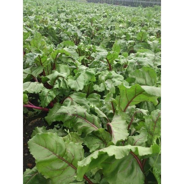 有機 ビーツ 1kg 熊本県あさぎり町産 野菜 栄養 予約販売|asagiri-nouen|03