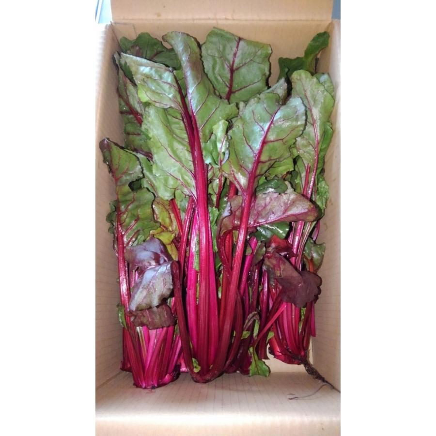 有機 ビーツの葉っぱ 1kg 熊本県産 野菜 栄養 予約販売 :beetleaf1kg:あさぎり農園 - 通販 - Yahoo!ショッピング 有機 ビーツの葉っぱ 1kg 熊本県産 野菜 栄養 予約販売 :beetleaf1kg:あさぎり農園 - 通販 - Yahoo!ショッピング