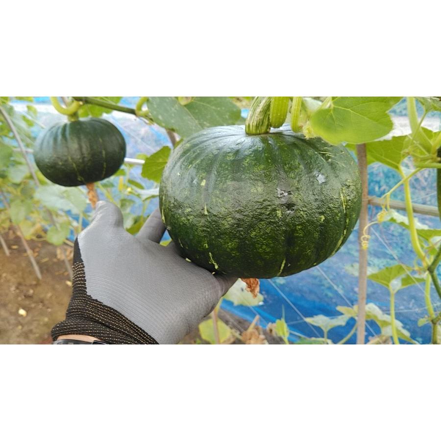 空中かぼちゃ 栗えびす 計3kg 熊本県 あさぎり町産 : あさぎり農園