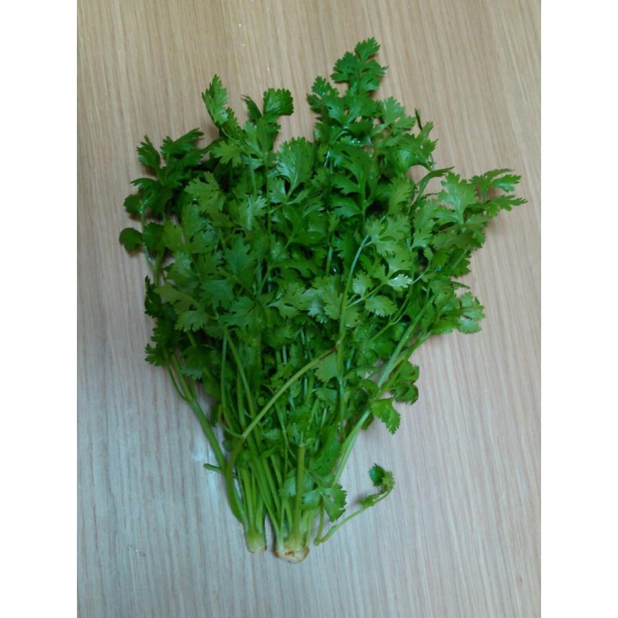 パクチー(コリアンダー) 500g 生野菜 農家直送 : あさぎり農園 - 通販