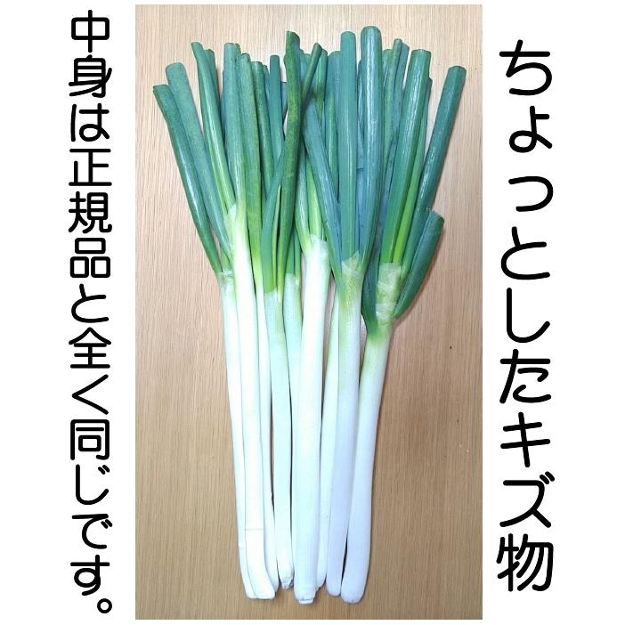 訳あり 白ねぎ ネギ 計3kg 熊本県産 予約販売 サイズ混載 常温便