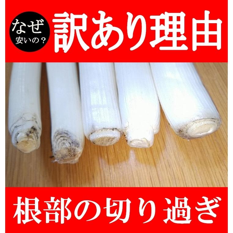 訳あり 白ねぎ ネギ 計3kg 熊本県産 予約販売 サイズ混載 常温便
